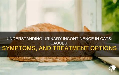 Urinary Incontinence in Cats